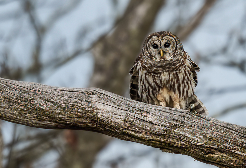Barred Owl 2312.jpg :: Barred Owl (Strix varia) Gettysburg, Adams County, Pennsylvania