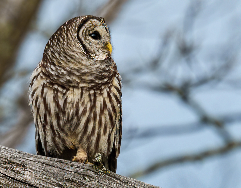 Barred Owl 2313.jpg :: Barred Owl (Strix varia) Gettysburg, Adams County, Pennsylvania