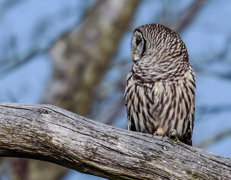 Barred Owl 2314.jpg :: Barred Owl (Strix varia) Gettysburg, Adams County, Pennsylvania