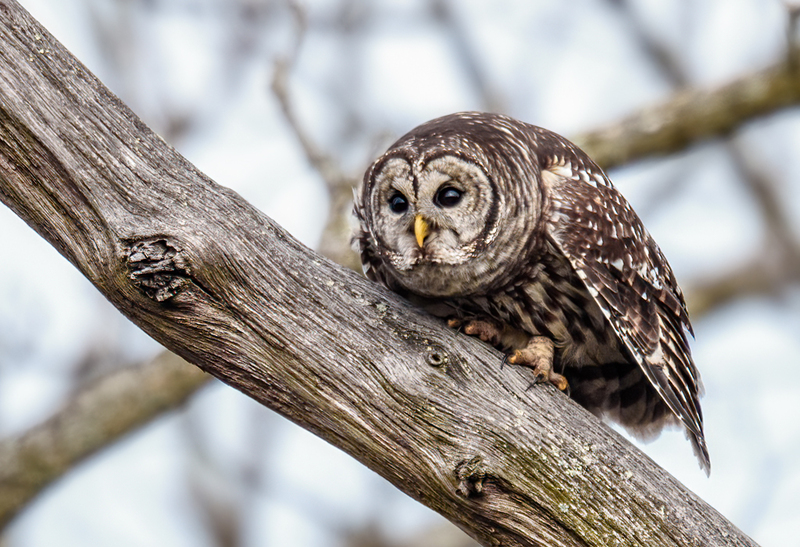 Barred Owl 2315.jpg :: Barred Owl (Strix varia) Gettysburg, Adams County, Pennsylvania