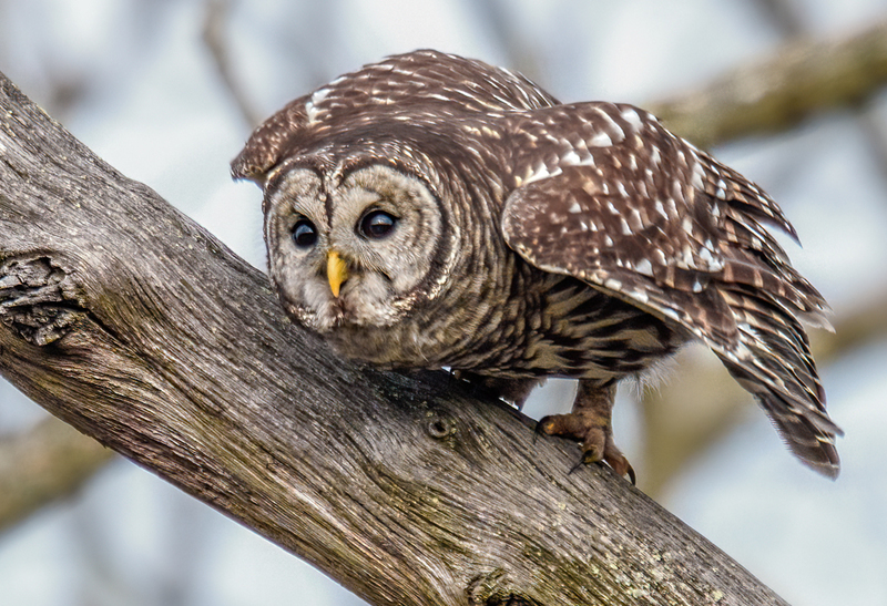 Barred Owl 2316.jpg :: Barred Owl (Strix varia) Gettysburg, Adams County, Pennsylvania