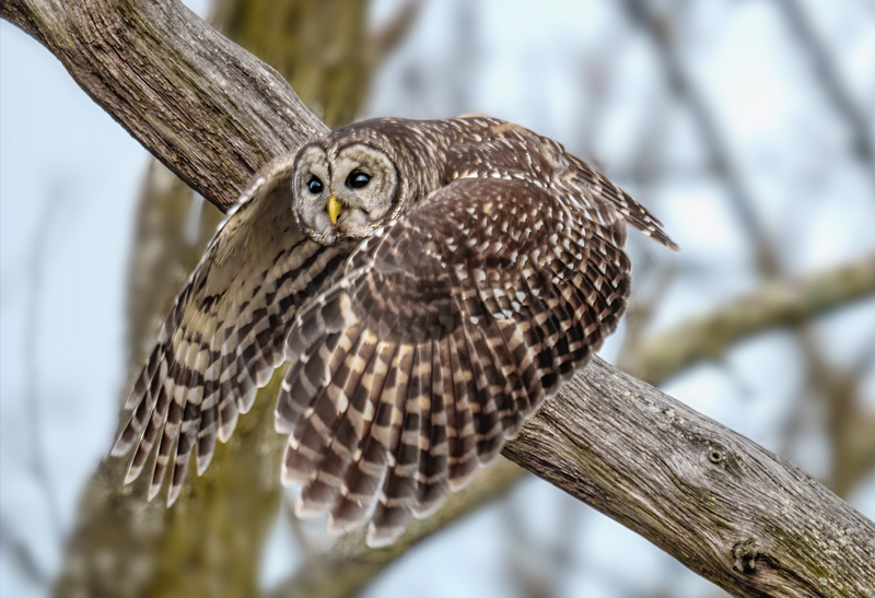 Barred Owl 2317.jpg :: Barred Owl (Strix varia) Gettysburg, Adams County, Pennsylvania