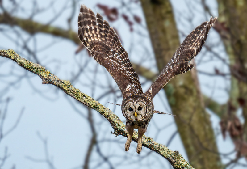 Barred Owl 2318.jpg :: Barred Owl (Strix varia) Gettysburg, Adams County, Pennsylvania