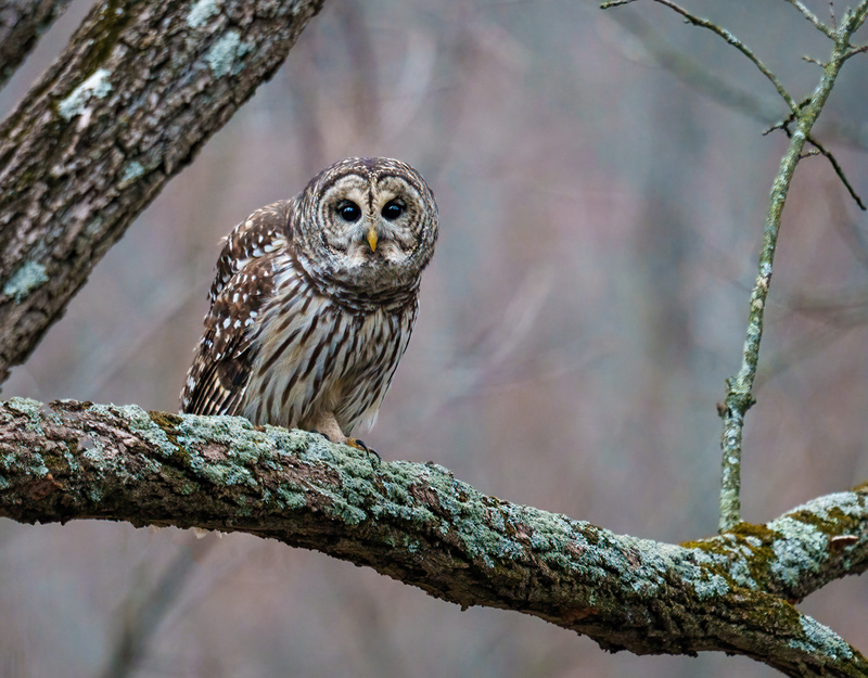 Barred Owl 2319.jpg :: Barred Owl (Strix varia) Gettysburg, Adams County, Pennsylvania