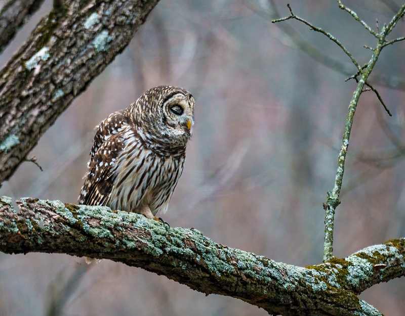 Barred Owl 2320.jpg :: Barred Owl (Strix varia) Gettysburg, Adams County, Pennsylvania