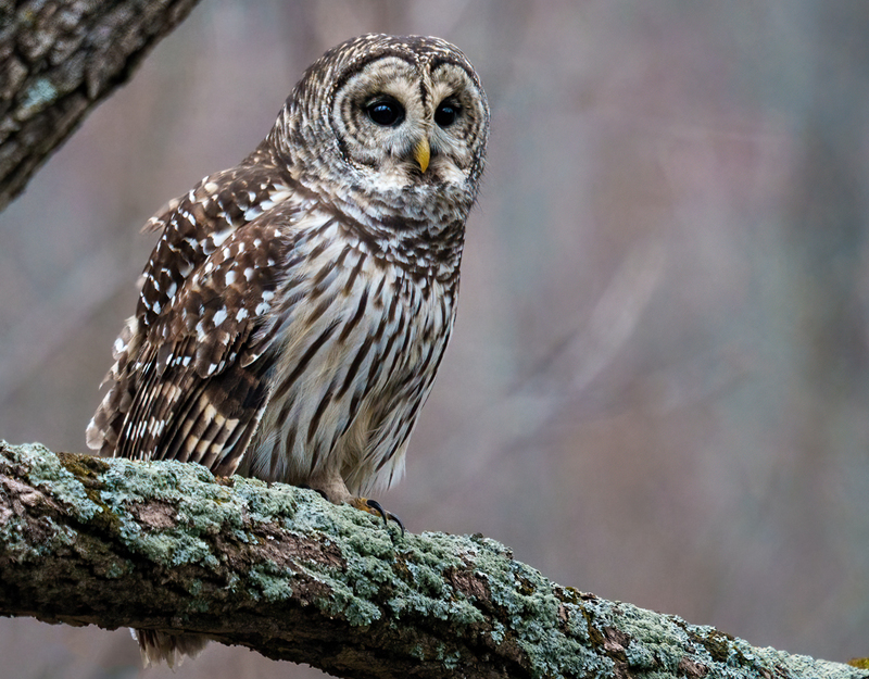 Barred Owl 2321.jpg :: Barred Owl (Strix varia) Gettysburg, Adams County, Pennsylvania