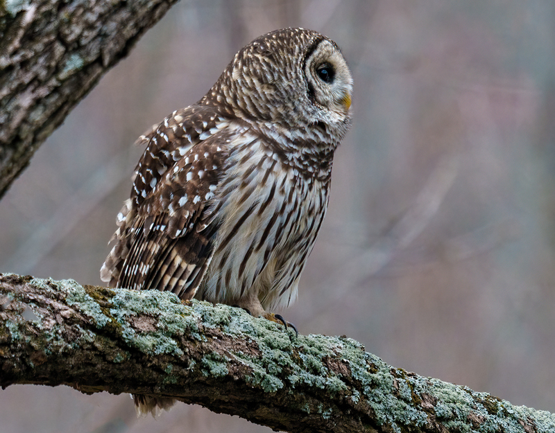 Barred Owl 2322.jpg :: Barred Owl (Strix varia) Gettysburg, Adams County, Pennsylvania