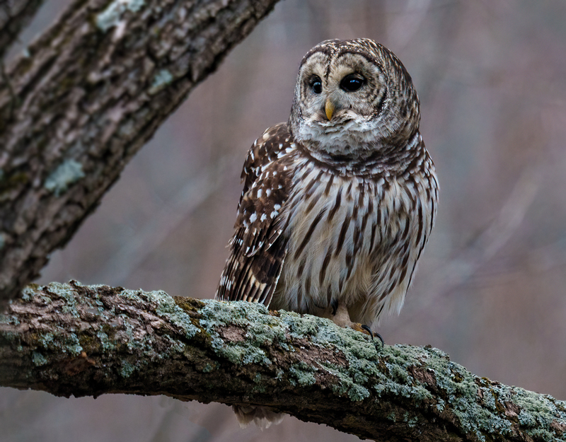 Barred Owl 2323.jpg :: Barred Owl (Strix varia) Gettysburg, Adams County, Pennsylvania