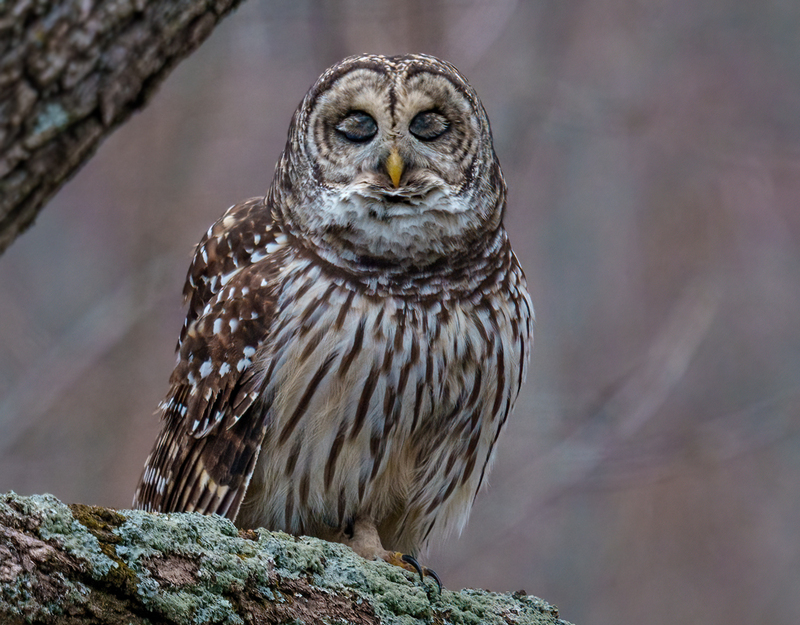 Barred Owl 2324.jpg :: Barred Owl (Strix varia) Gettysburg, Adams County, Pennsylvania