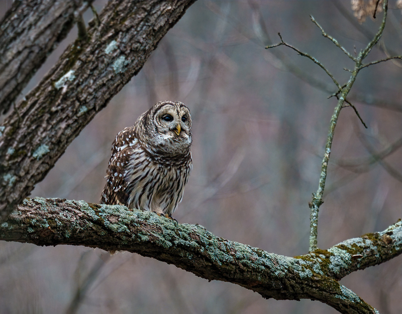 Barred Owl 2325.jpg :: Barred Owl (Strix varia) Gettysburg, Adams County, Pennsylvania