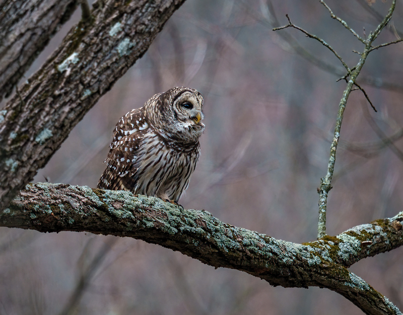 Barred Owl 2326.jpg :: Barred Owl (Strix varia) Gettysburg, Adams County, Pennsylvania