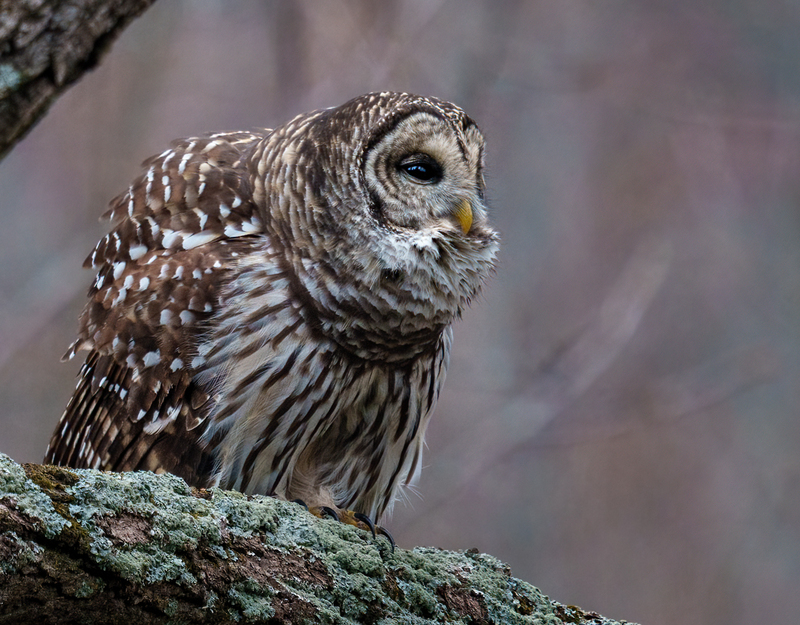 Barred Owl 2327.jpg :: Barred Owl (Strix varia) Gettysburg, Adams County, Pennsylvania