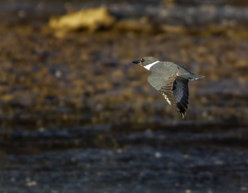 Belted Kingfisher-female 2223.jpg :: Belted Kingfisher (Ceryle alcyon) Blackrock Flats, Codorus State Park, York County, Pennsylvania