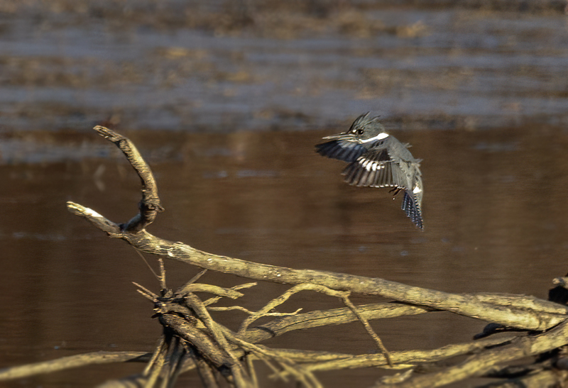 Belted Kingfisher-female 2224.jpg :: Belted Kingfisher (Ceryle alcyon) Blackrock Flats, Codorus State Park, York County, Pennsylvania