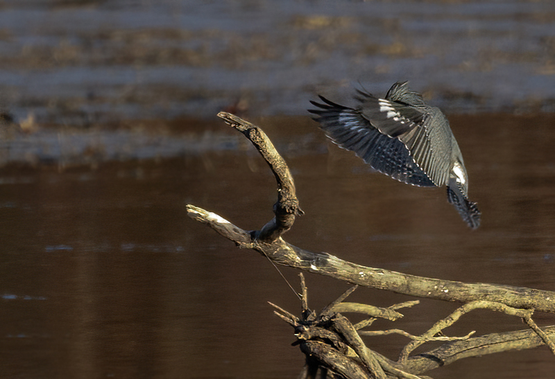 Belted Kingfisher-female 2225.jpg :: Belted Kingfisher (Ceryle alcyon) Blackrock Flats, Codorus State Park, York County, Pennsylvania
