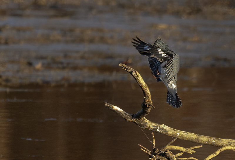 Belted Kingfisher-female 2226.jpg :: Belted Kingfisher (Ceryle alcyon) Blackrock Flats, Codorus State Park, York County, Pennsylvania
