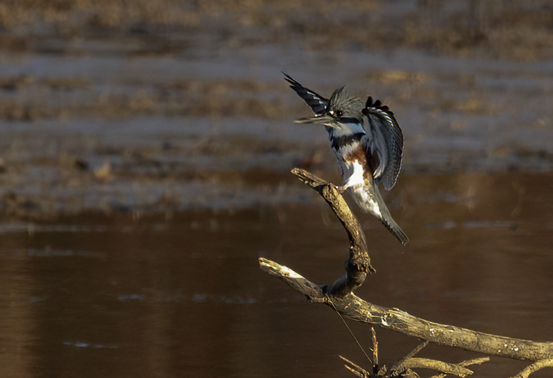 Belted Kingfisher-female 2227.jpg :: Belted Kingfisher (Ceryle alcyon) Blackrock Flats, Codorus State Park, York County, Pennsylvania