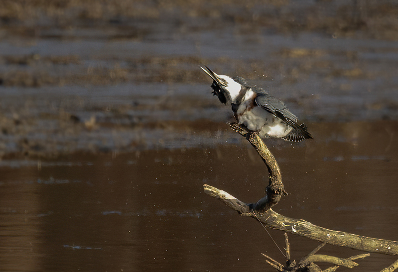 Belted Kingfisher-female 2228.jpg :: Belted Kingfisher (Ceryle alcyon) Blackrock Flats, Codorus State Park, York County, Pennsylvania