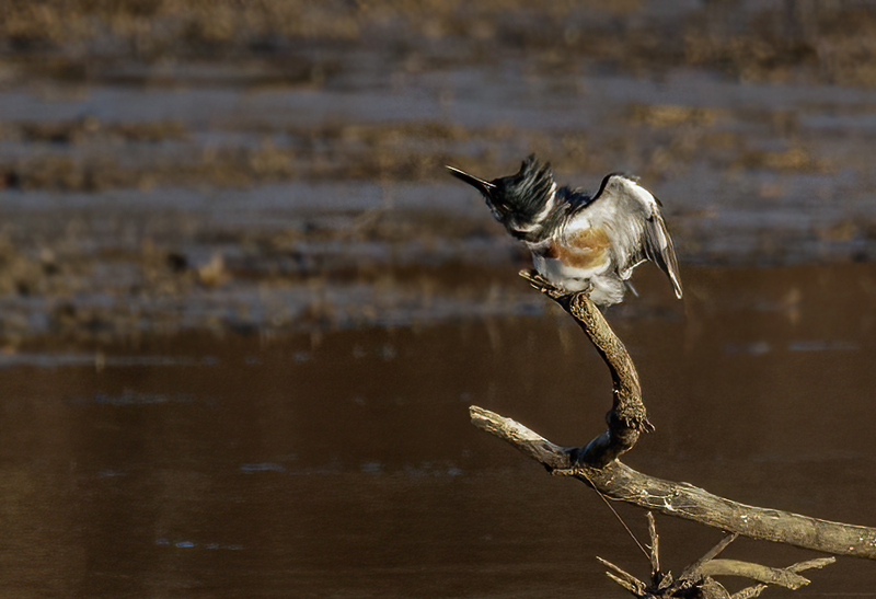 Belted Kingfisher-female 2229.jpg :: Belted Kingfisher (Ceryle alcyon) Blackrock Flats, Codorus State Park, York County, Pennsylvania