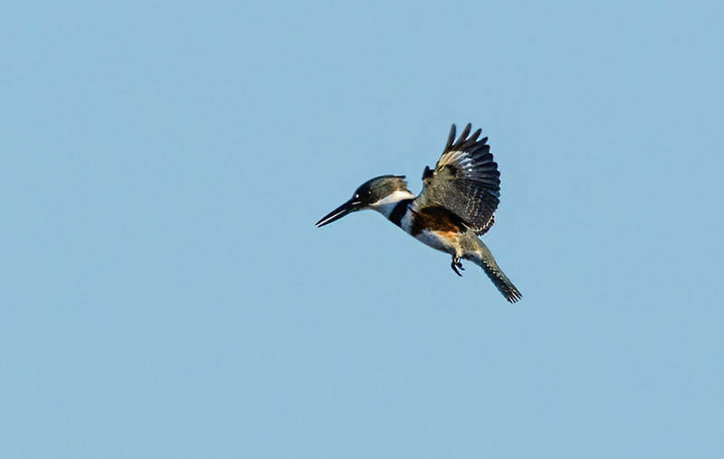 Belted Kingfisher-female 2230(1).jpg :: Belted Kingfisher - female  (Ceryle alcyon) Blackrock Flats, Lake Marburg, Codorus State Park, Pennsylvania