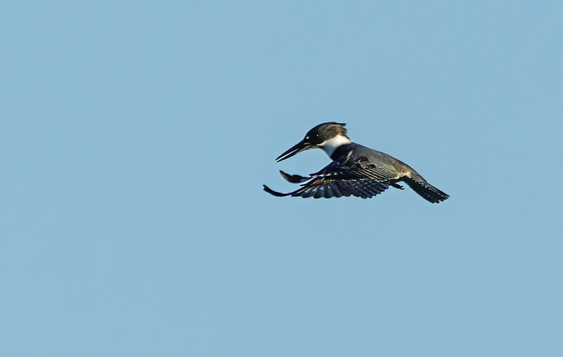 Belted Kingfisher-female 2231(1).jpg :: Belted Kingfisher - female  (Ceryle alcyon) Blackrock Flats, Lake Marburg, Codorus State Park, Pennsylvania