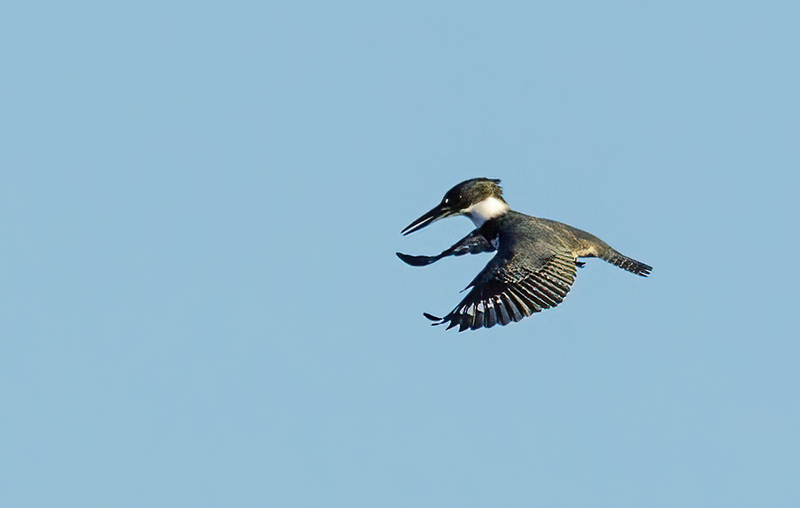 Belted Kingfisher-female 2232.jpg :: Belted Kingfisher - female  (Ceryle alcyon) Blackrock Flats, Lake Marburg, Codorus State Park, Pennsylvania