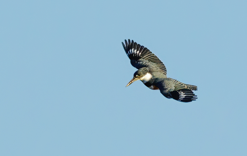 Belted Kingfisher-female 2233(1).jpg :: Belted Kingfisher - female  (Ceryle alcyon) Blackrock Flats, Lake Marburg, Codorus State Park, Pennsylvania