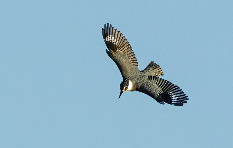 Belted Kingfisher-female 2234(1).jpg :: Belted Kingfisher - female  (Ceryle alcyon) Blackrock Flats, Lake Marburg, Codorus State Park, Pennsylvania
