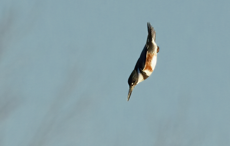 Belted Kingfisher-female 2236(1).jpg :: Belted Kingfisher - female  (Ceryle alcyon) Blackrock Flats, Lake Marburg, Codorus State Park, Pennsylvania