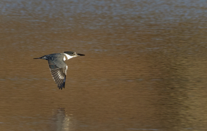 Belted Kingfisher-female 2237(1).jpg :: Belted Kingfisher - female  (Ceryle alcyon) Blackrock Flats, Lake Marburg, Codorus State Park, Pennsylvania