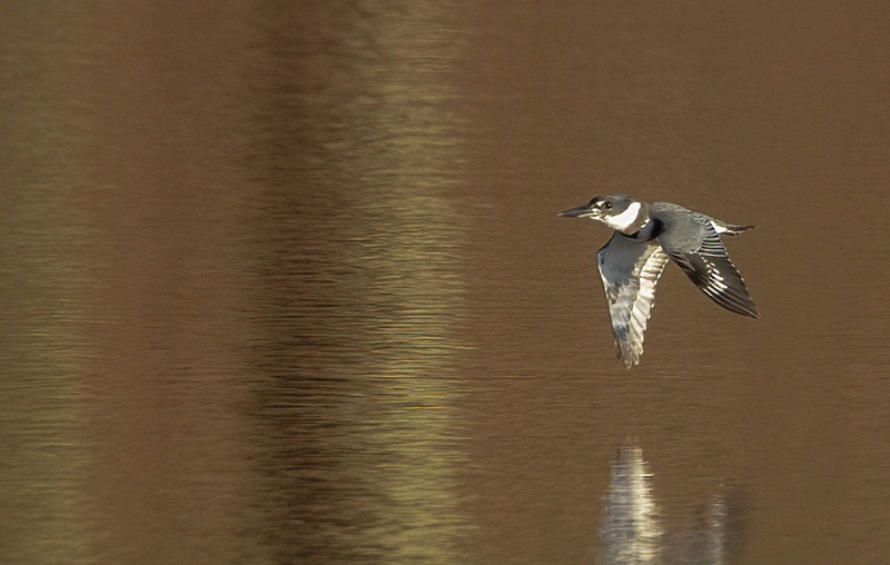 Belted Kingfisher-female 2238(1).jpg :: Belted Kingfisher - female  (Ceryle alcyon) Blackrock Flats, Lake Marburg, Codorus State Park, Pennsylvania
