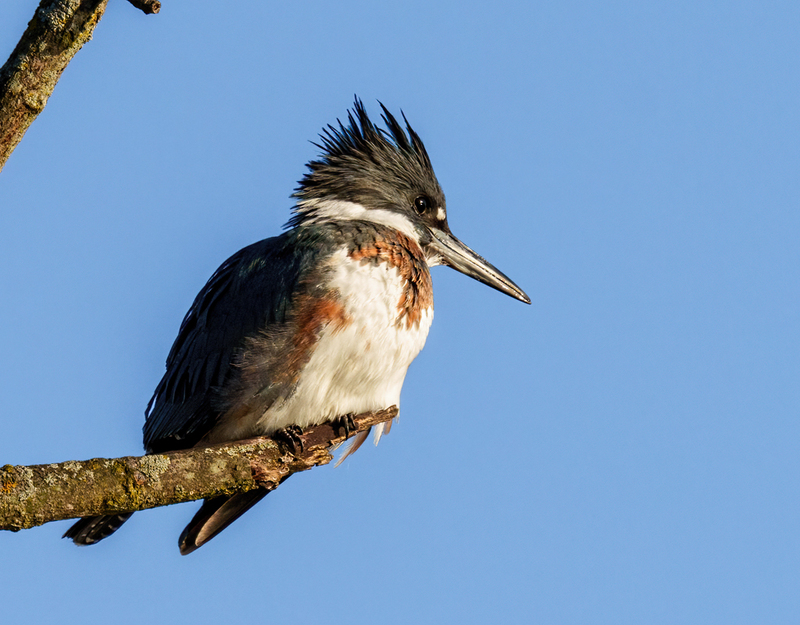 Belted Kingfisher-female 2301(1).jpg :: Belted Kingfisher - female  (Ceryle alcyon) Spring Grove, York County, Pennsylvania