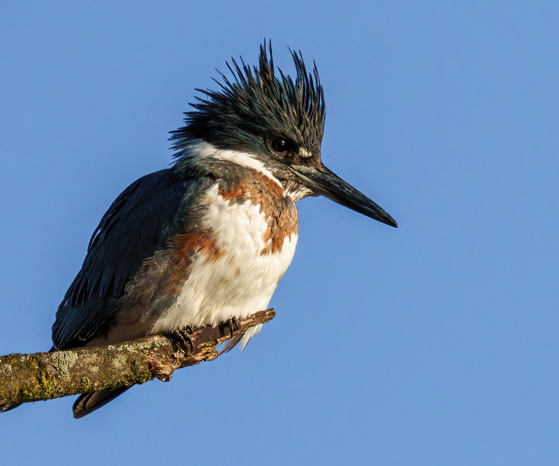 Belted Kingfisher-female 2302(1).jpg :: Belted Kingfisher - female  (Ceryle alcyon) Spring Grove, York County, Pennsylvania
