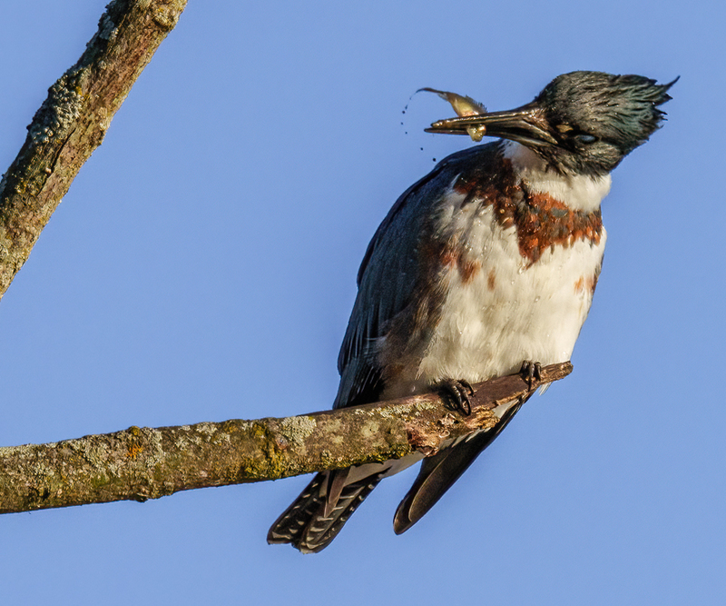 Belted Kingfisher-female 2303(1).jpg :: Belted Kingfisher - female  (Ceryle alcyon) Spring Grove, York County, Pennsylvania