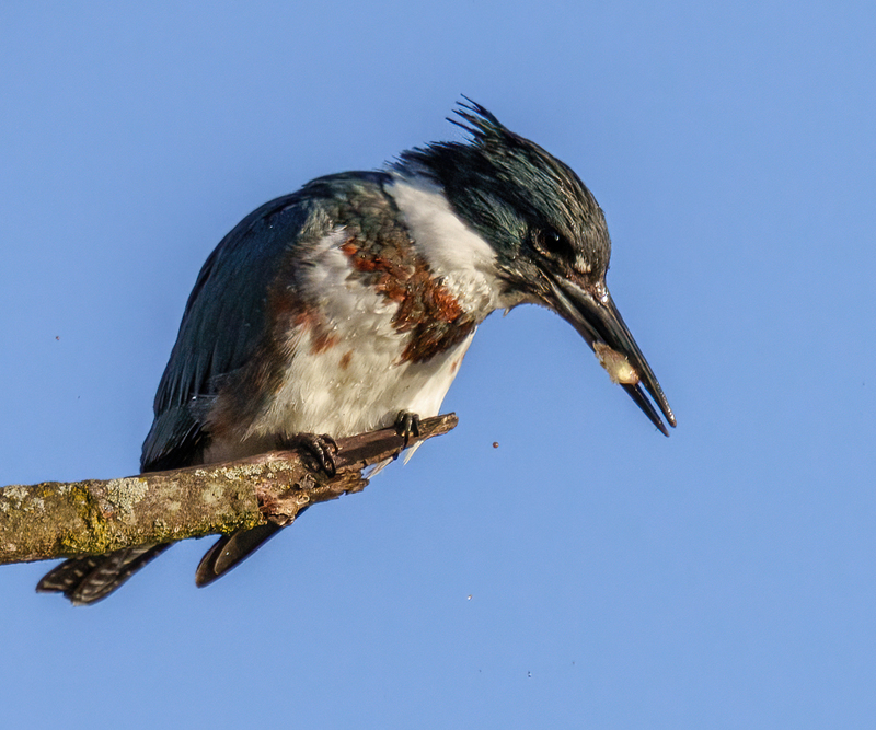 Belted Kingfisher-female 2304(1).jpg :: Belted Kingfisher - female  (Ceryle alcyon) Spring Grove, York County, Pennsylvania
