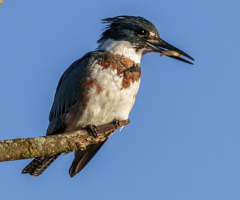Belted Kingfisher-female 2305(1).jpg :: Belted Kingfisher - female  (Ceryle alcyon) Spring Grove, York County, Pennsylvania