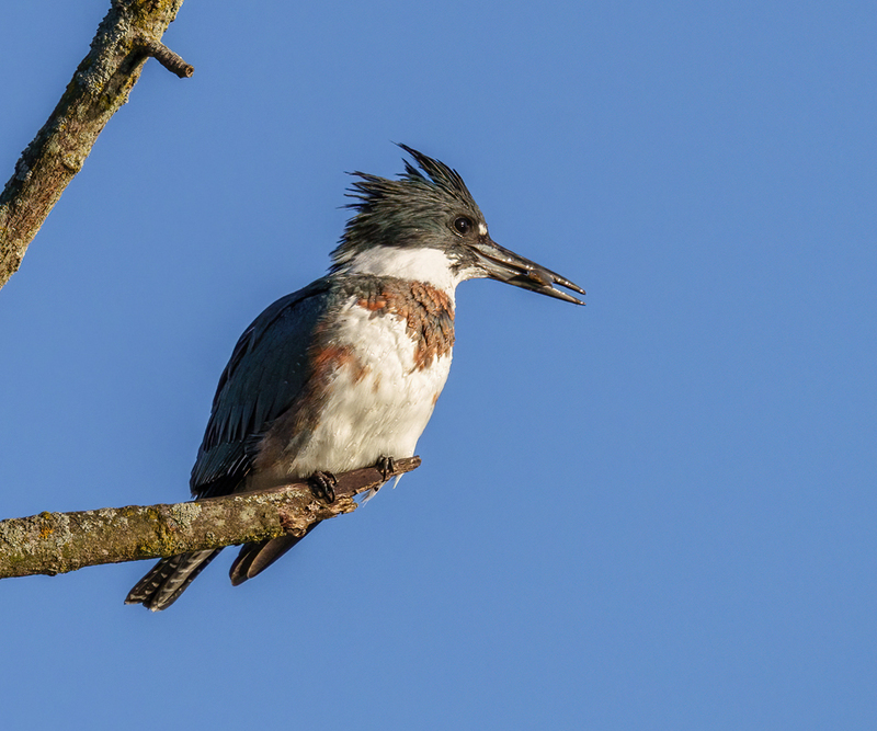 Belted Kingfisher-female 2306(1).jpg :: Belted Kingfisher - female  (Ceryle alcyon) Spring Grove, York County, Pennsylvania