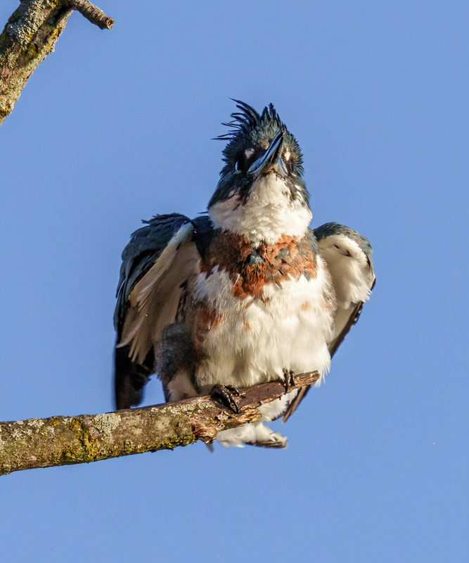 Belted Kingfisher-female 2307(1).jpg :: Belted Kingfisher - female  (Ceryle alcyon) Spring Grove, York County, Pennsylvania