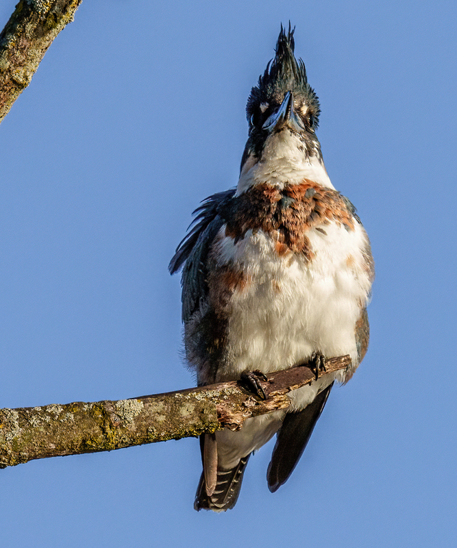 Belted Kingfisher-female 2308(1).jpg :: Belted Kingfisher - female  (Ceryle alcyon) Spring Grove, York County, Pennsylvania