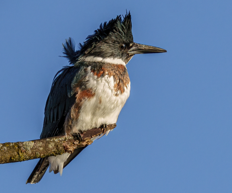 Belted Kingfisher-female 2309(1).jpg :: Belted Kingfisher - female  (Ceryle alcyon) Spring Grove, York County, Pennsylvania