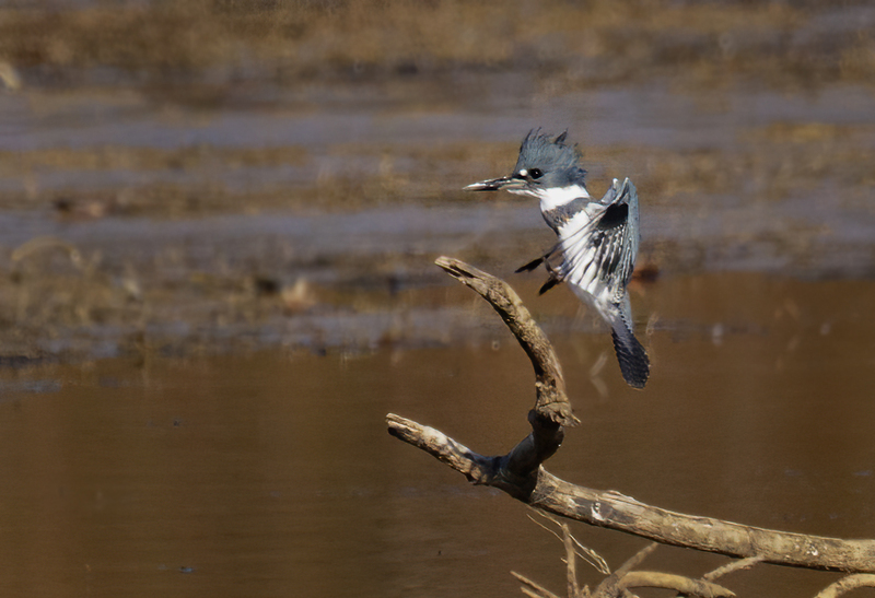 Belted Kingfisher-male 2230.jpg :: Belted Kingfisher (Ceryle alcyon) Blackrock Flats, Codorus State Park, York County, Pennsylvania