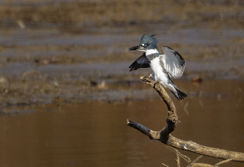 Belted Kingfisher-male 2231.jpg :: Belted Kingfisher (Ceryle alcyon) Blackrock Flats, Codorus State Park, York County, Pennsylvania