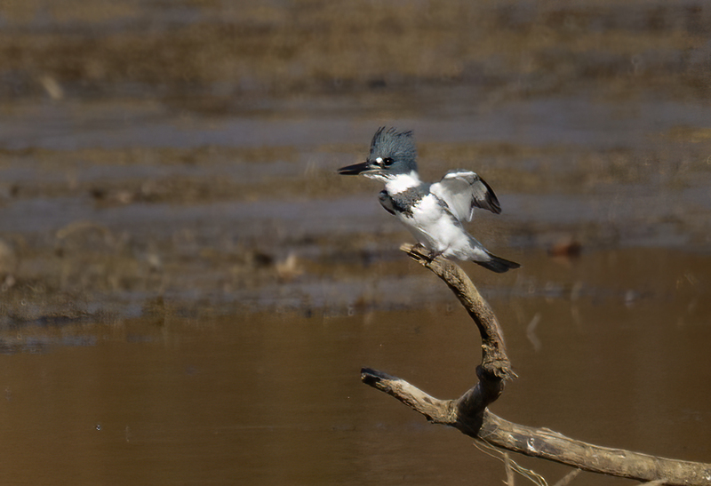 Belted Kingfisher-male 2232.jpg :: Belted Kingfisher (Ceryle alcyon) Blackrock Flats, Codorus State Park, York County, Pennsylvania