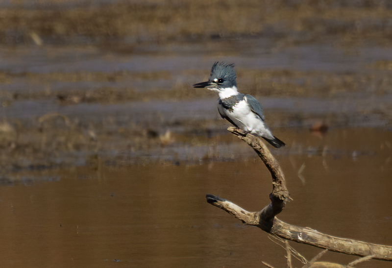 Belted Kingfisher-male 2233.jpg :: Belted Kingfisher (Ceryle alcyon) Blackrock Flats, Codorus State Park, York County, Pennsylvania