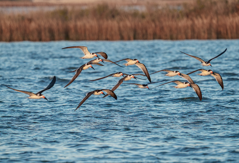 Black Skimmer 2302.jpg :: Black Skimmer (Rynchops niger) Rollover Pass, Bolivar Peninsula, Texas