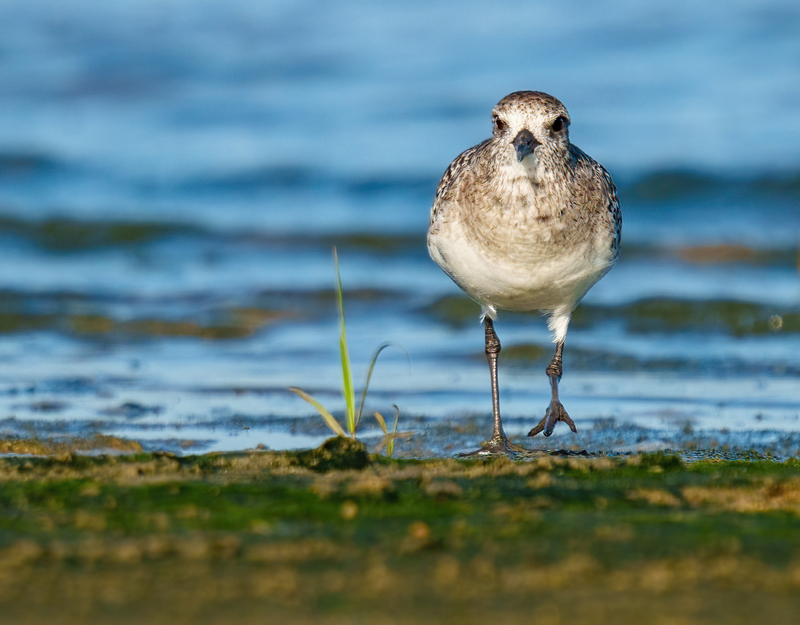 Black-bellied Plover 2301.jpg :: Black-bellied Plover (Pluvialis squatarola) Rollover Pass, Bolivar Peninsula, Texas