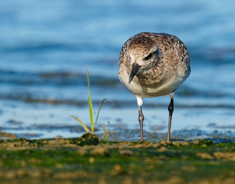 Black-bellied Plover 2302.jpg :: Black-bellied Plover (Pluvialis squatarola) Rollover Pass, Bolivar Peninsula, Texas