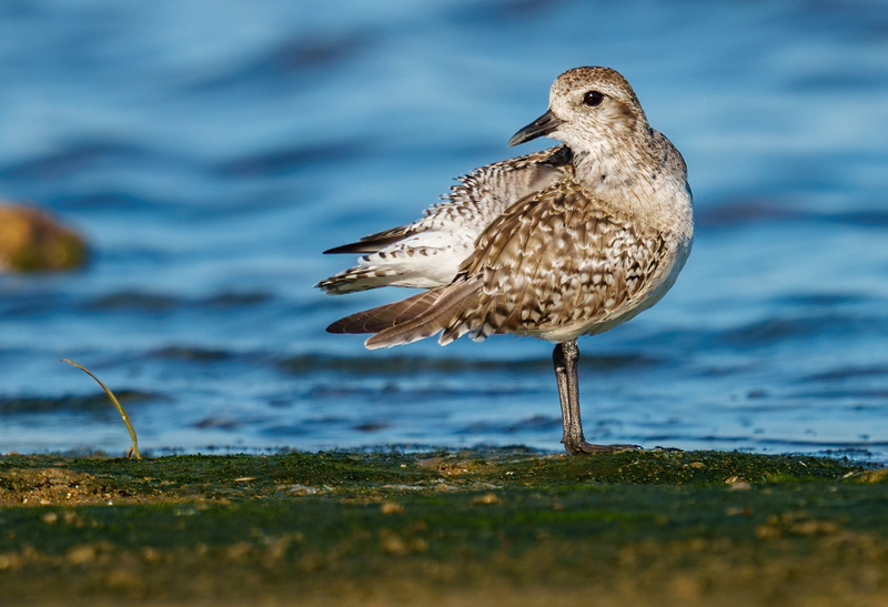 Black-bellied Plover 2303.jpg :: Black-bellied Plover (Pluvialis squatarola) Rollover Pass, Bolivar Peninsula, Texas