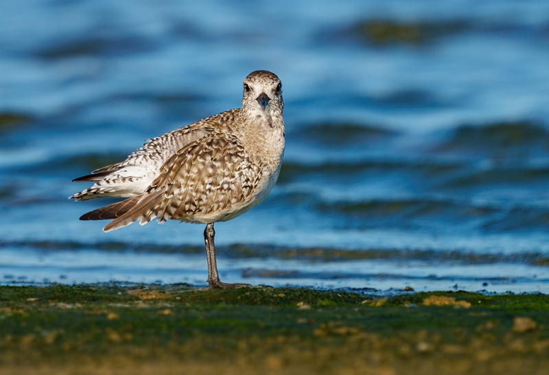 Black-bellied Plover 2304.jpg :: Black-bellied Plover (Pluvialis squatarola) Rollover Pass, Bolivar Peninsula, Texas