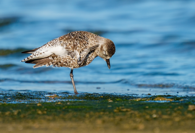 Black-bellied Plover 2305.jpg :: Black-bellied Plover (Pluvialis squatarola) Rollover Pass, Bolivar Peninsula, Texas